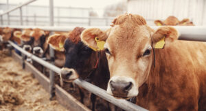 Image of cows in stalls