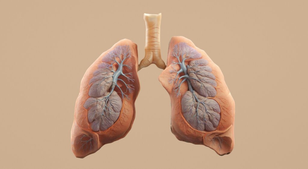 image of human lungs